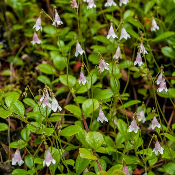 Linnaea borealis Foglia