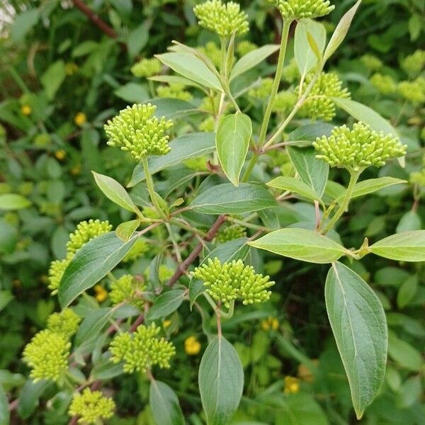 Cornus amomum Листок