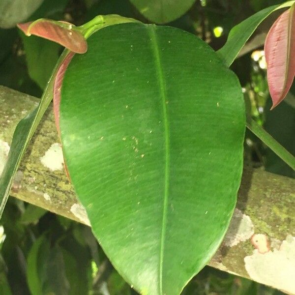 Garcinia madruno Leaf