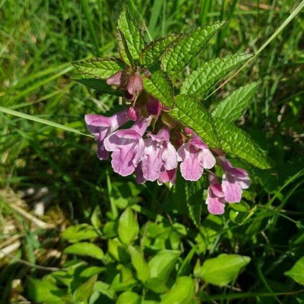 Melittis melissophyllum Blüte