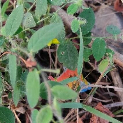 Crotalaria sagittalis 葉