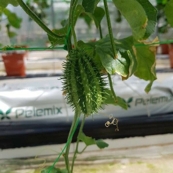 Cucumis anguria Fruchs