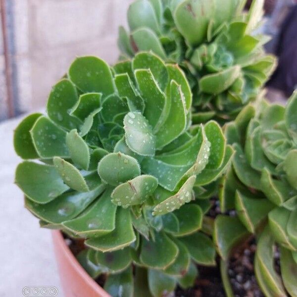 Aeonium arboreum പുഷ്പം