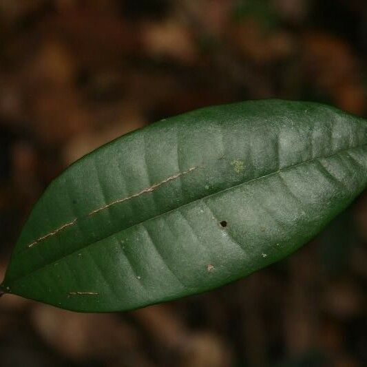 Myrcia decorticans Leaf