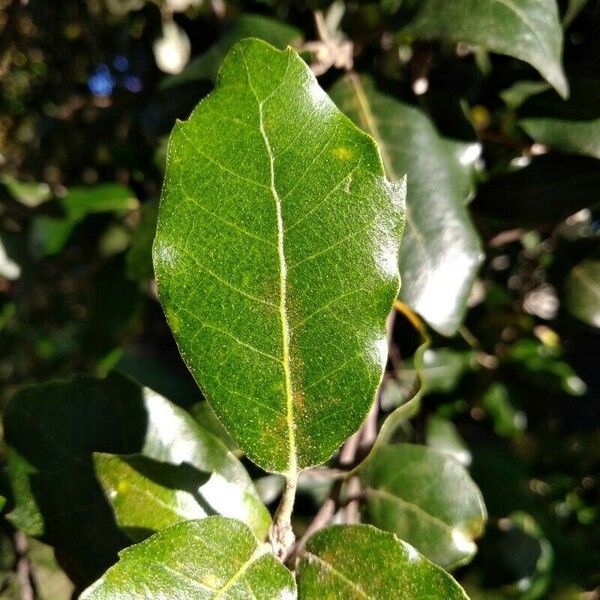 Quercus ilex Лист