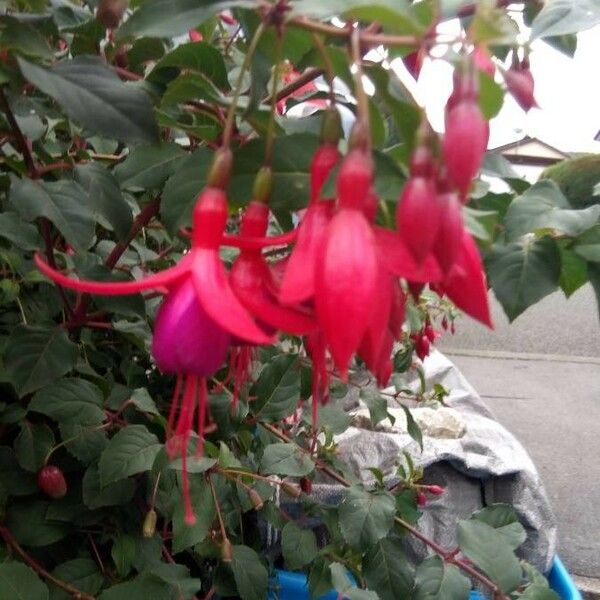 Fuchsia magellanica Blomma