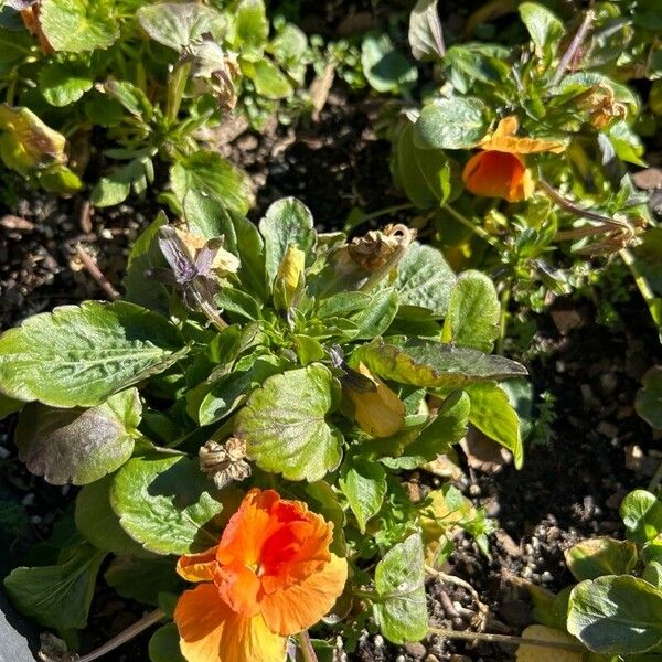 Viola × williamsii Fulla