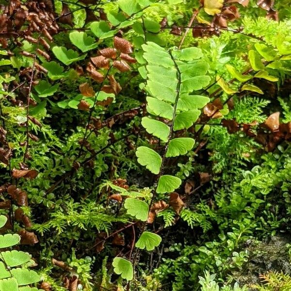 Adiantum edgeworthii Leaf