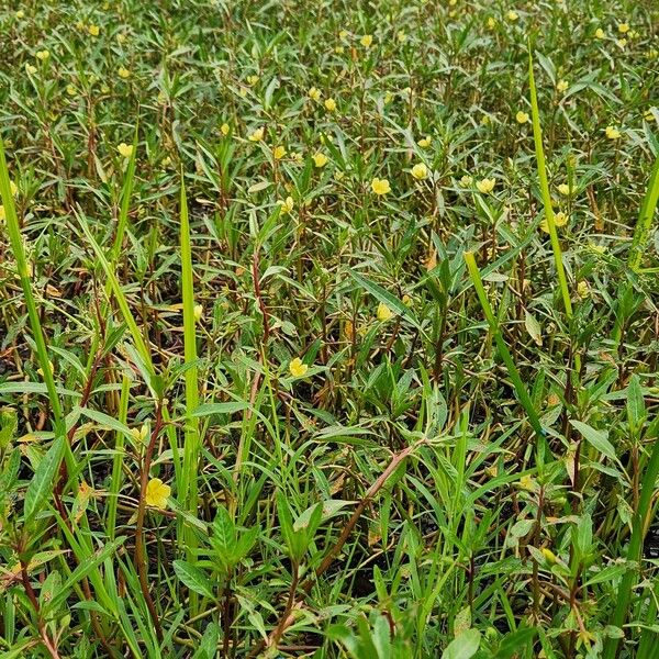 Ludwigia adscendens Habitus