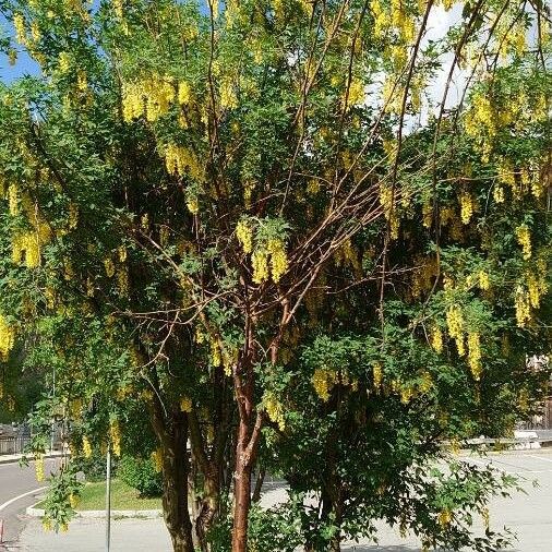 Laburnum alpinum Hàbitat