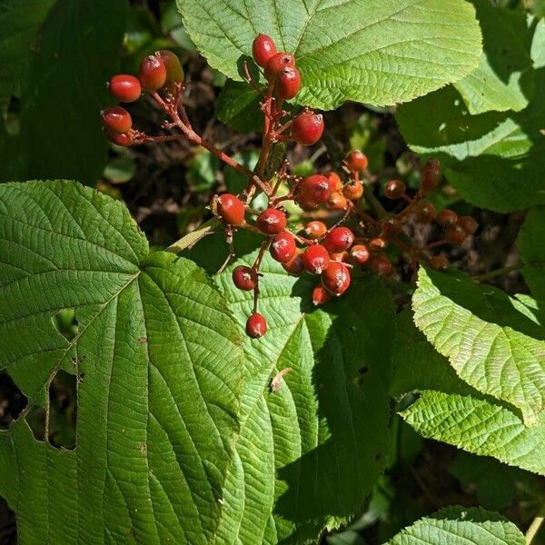 Viburnum lantanoides ᱡᱚ