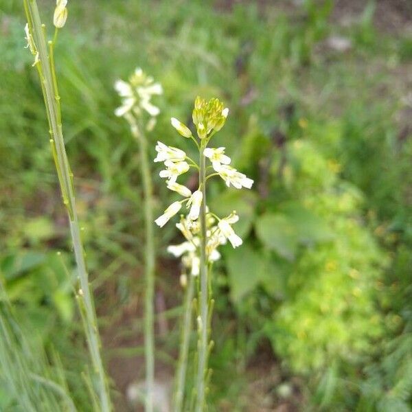 Turritis glabra Blomst