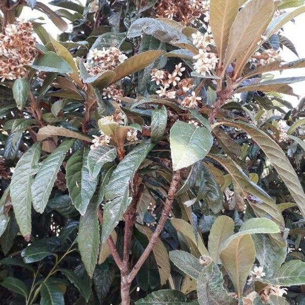 Eriobotrya japonica Flower