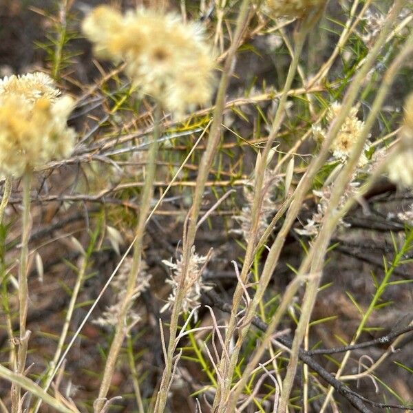 Helichrysum stoechas Habitus