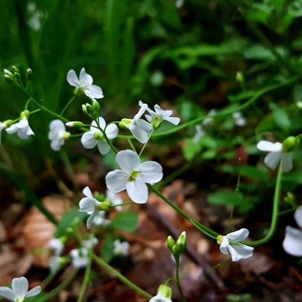 Arabidopsis cebennensis Цветок