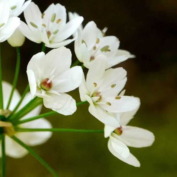 Allium neapolitanum 花