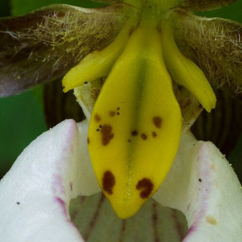 Cypripedium montanum Blomma