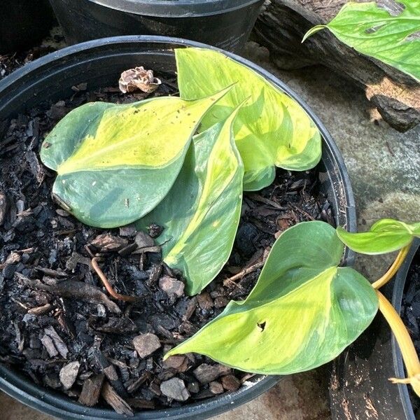 Philodendron cordatum Blad