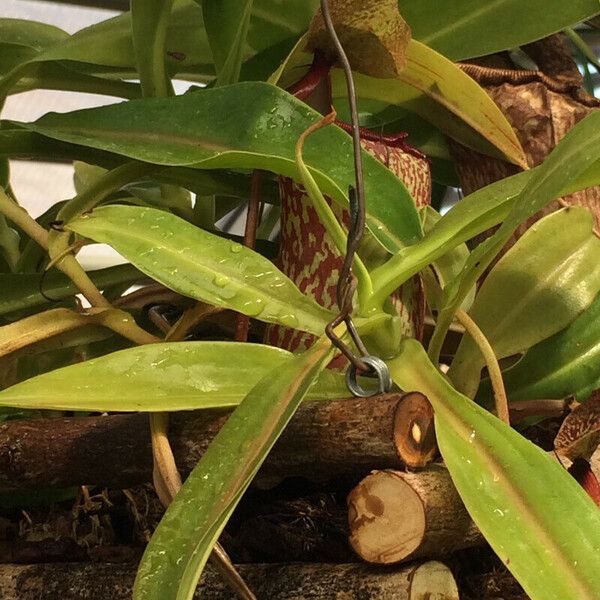 Nepenthes mirabilis Folha