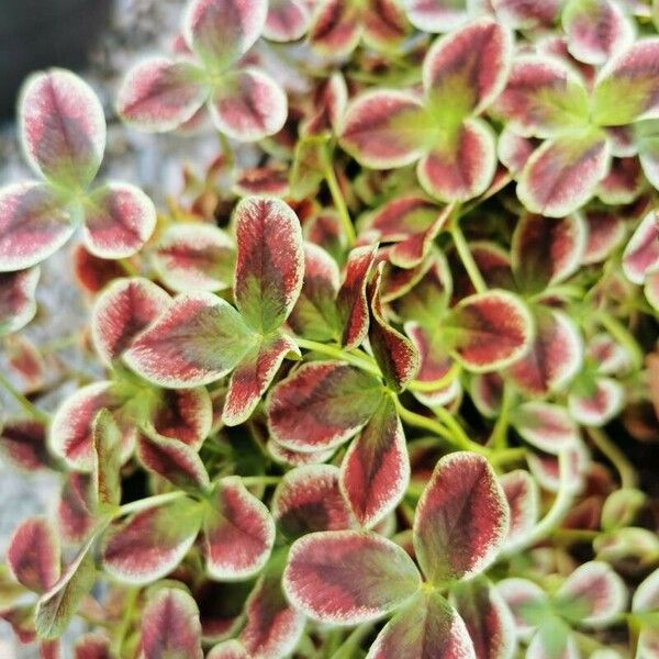 Oxalis purpurea Лист