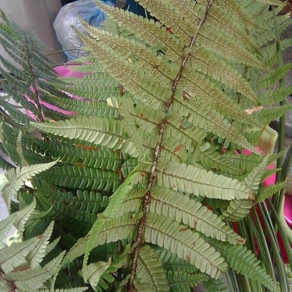 Dryopteris wallichiana Blatt