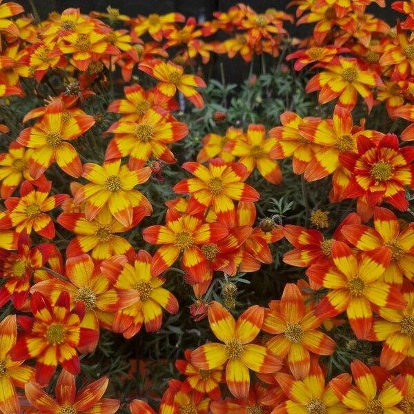 Bidens triplinervia Cvet