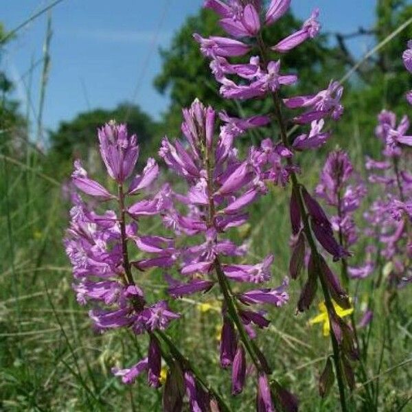 Polygala major Fleur