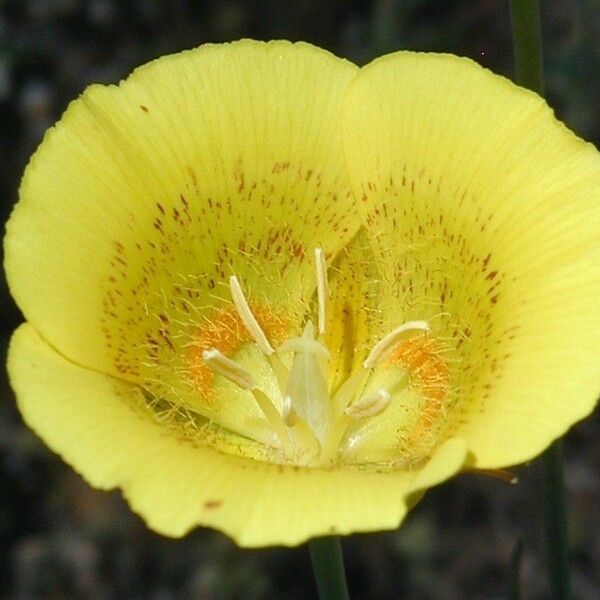 Calochortus luteus Fleur