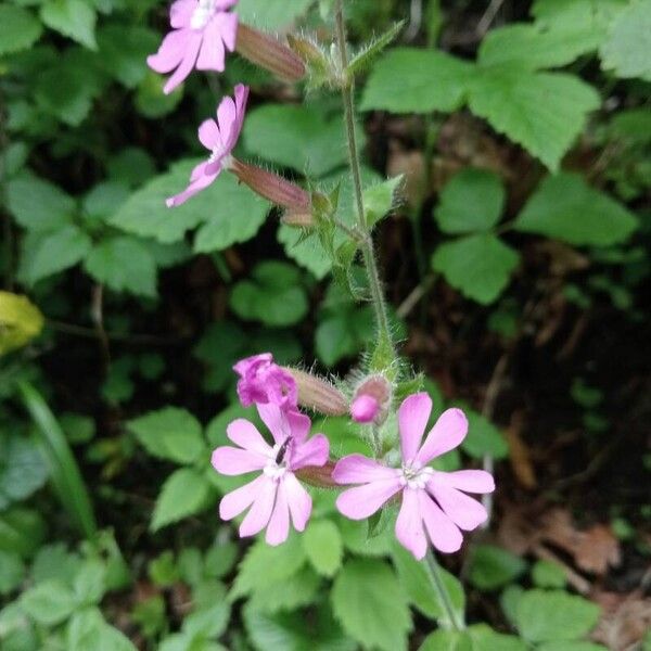 Silene pendula Flower