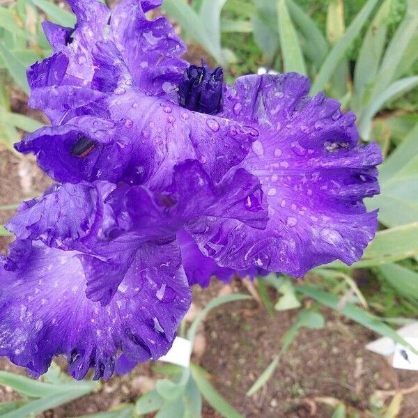 Iris barbatula Flower