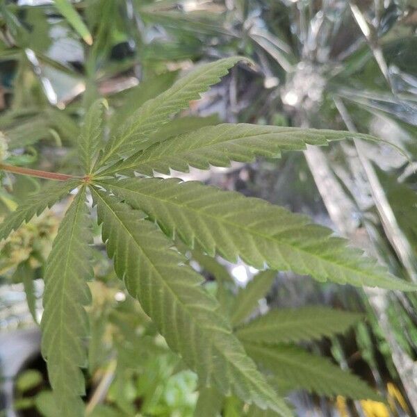 Cannabis sativa 葉