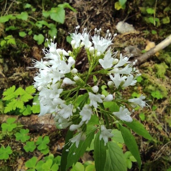 Valeriana tripteris Blüte