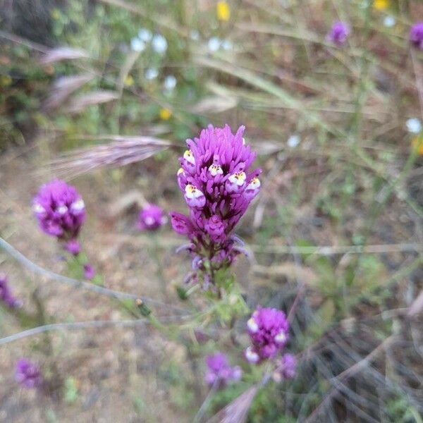 Castilleja exserta Kukka