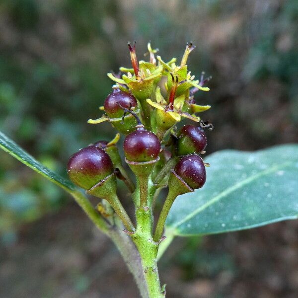 Rhamnus alaternus Fruit