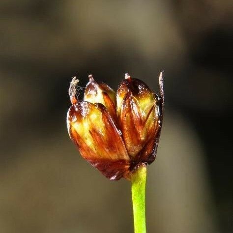 Juncus triglumis Hedelmä