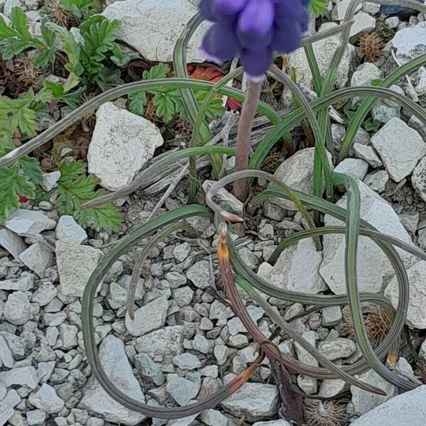 Muscari neglectum Habit