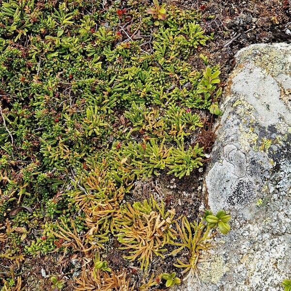 Lycopodium alpinum অভ্যাস