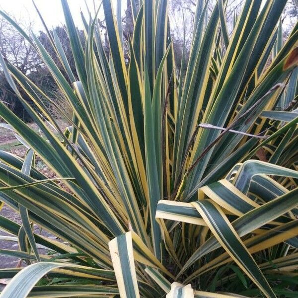 Yucca filamentosa 葉