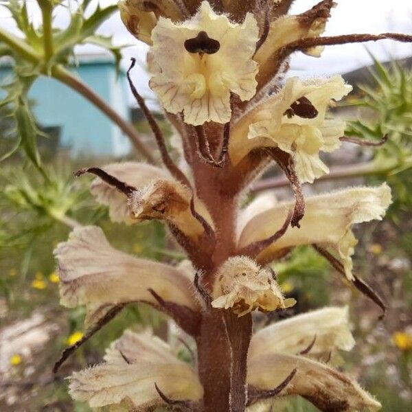 Orobanche amethystea Kvet