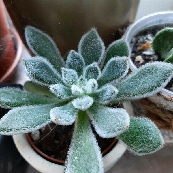 Echeveria setosa Blad