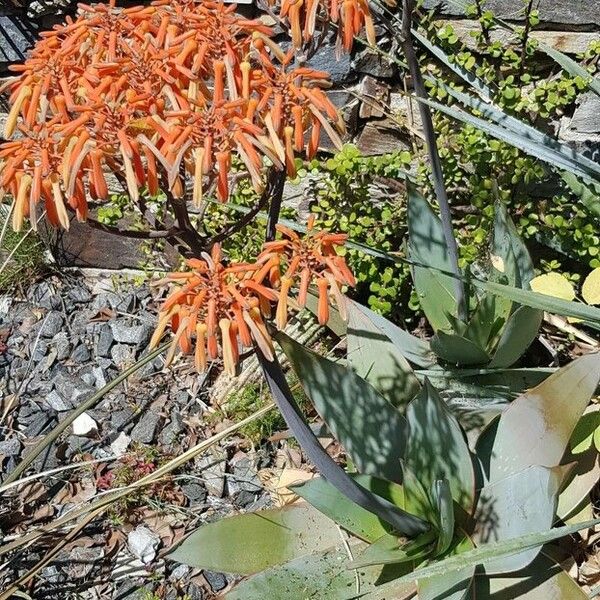 Aloe striata Blomst