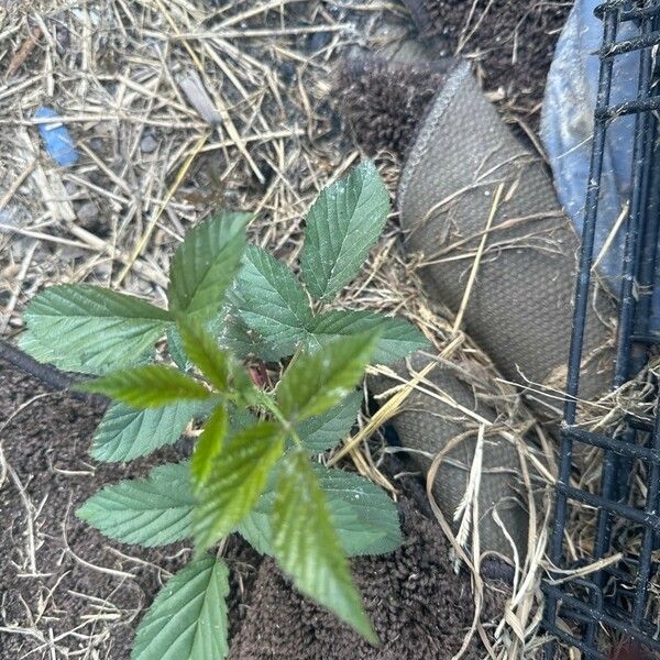 Rubus flagellaris Leaf