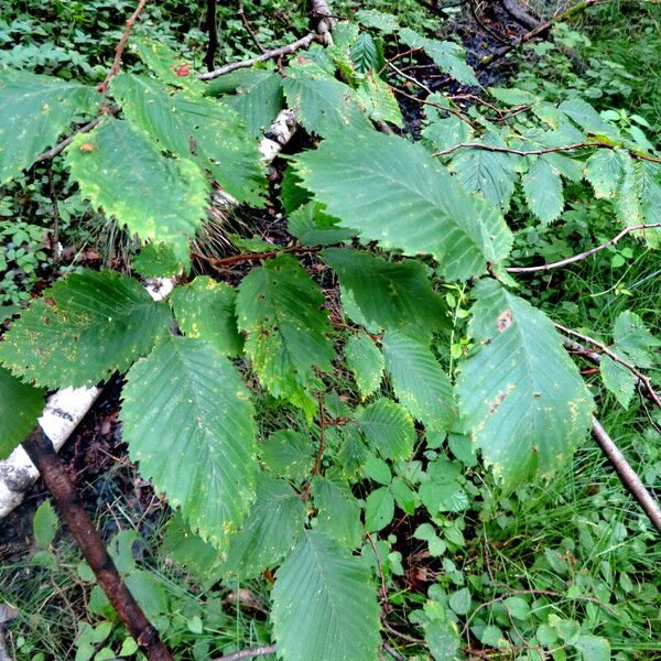 Ulmus laevis 葉