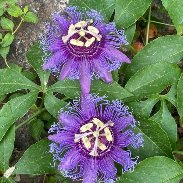 Passiflora cincinnata Flor