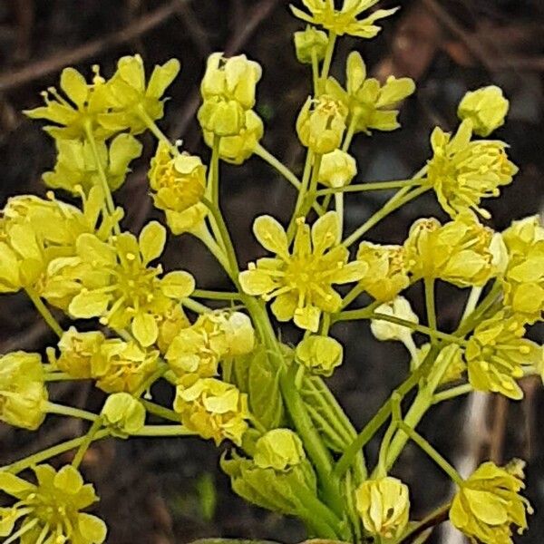 Acer platanoides Квітка