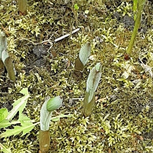 Polygonatum multiflorum आदत