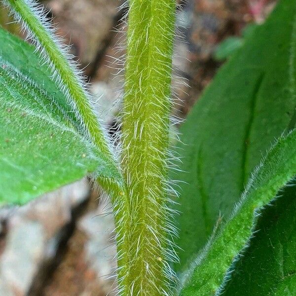 Pentaglottis sempervirens বাকল