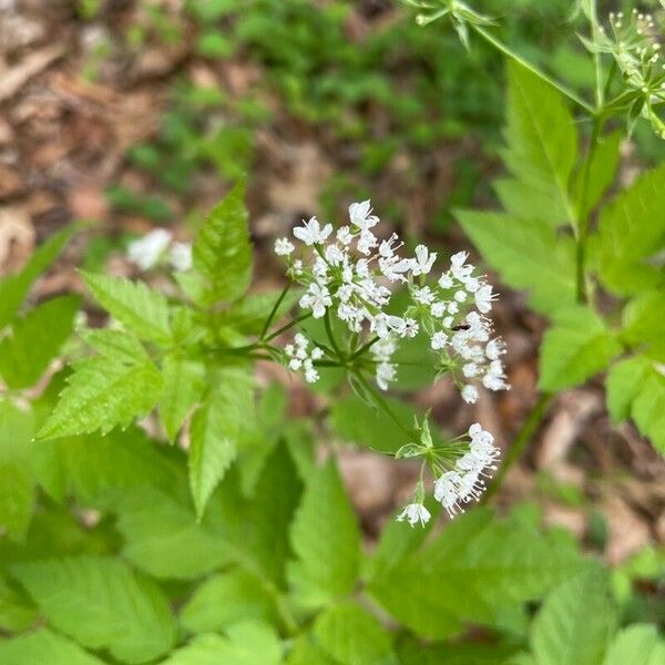 Osmorhiza longistylis Õis