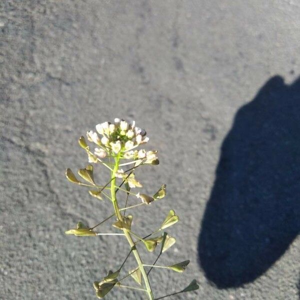 Capsella bursa-pastoris 葉