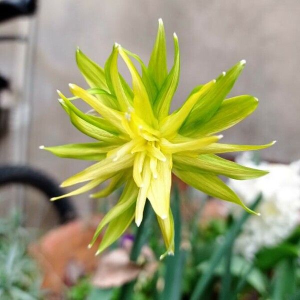 Pseudopodospermum hispanicum Blomst